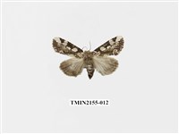 藏品(連珠波紋蛾)的圖片